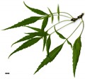 SpeciesSub: subsp. syriaca SpeciesSub: subsp. syriaca